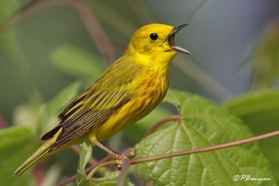 Paruline jaune (le des Soeurs, 30 juin 2009)