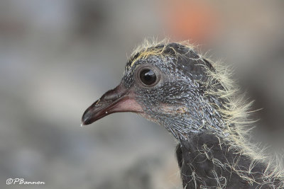 Pigeon biset (le des Soeurs, 25 Juillet 2009)