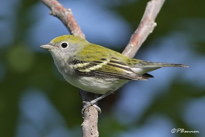 Paruline  flancs marron (Pointe des Cascades, 8 aot 2009)