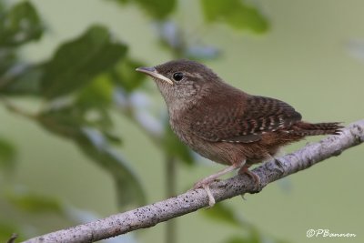 Troglodyte familier (North Hatley, 16 aot 2009)