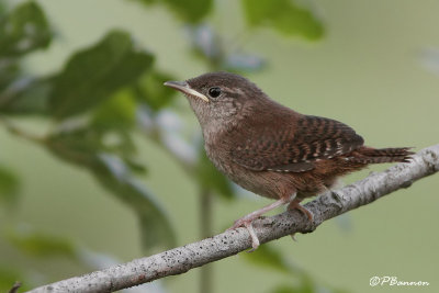 Troglodyte familier (North Hatley,16 aot 2009)