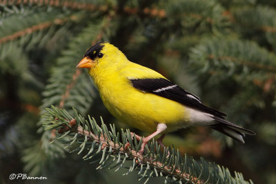 Chardonneret jaune (North Hatley,16 aot 2009)