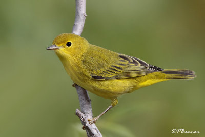 Paruline jaune (Sainte-Catherine, 28 aot 2009)