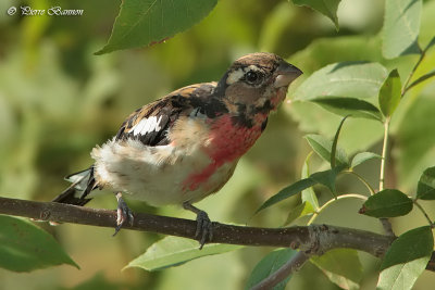 Cardinal  poitrine rose SY (Chteauguay, 16 aot 2008)