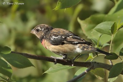 Cardinal à poitrine rose SY (Châteauguay, 16 août 2008)