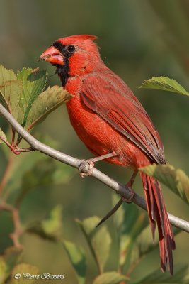 Cardinal rouge (Île des Soeurs, 24 septembre 2010)