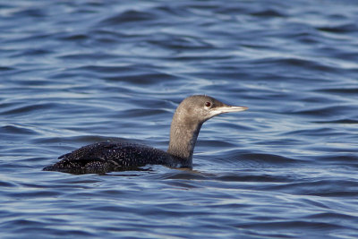 Plongeon catmarin (Chambly, 27 octobre 2010)