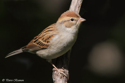 Bruant familier (Cimetire Mont-Royal, 20 septembre 2012)