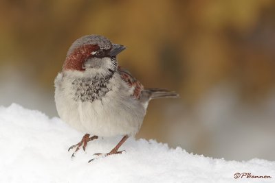 Moineau domestique (Chteauguay, 8 fvrier 2008)