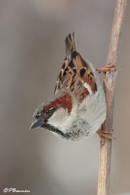 Moineau domestique (Chteauguay, 12 fvrier 2008)