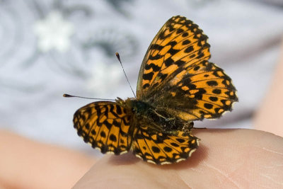 Boloria selene