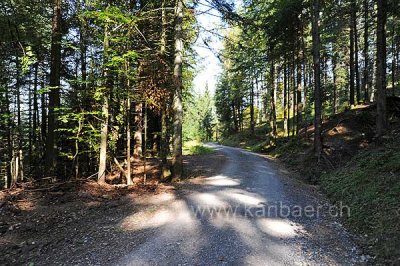 Wald (90957)