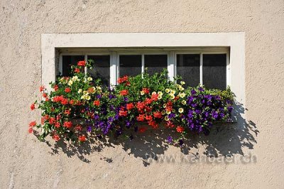 Blumenfenster (96975)