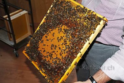 Bienen / Bees (104080)