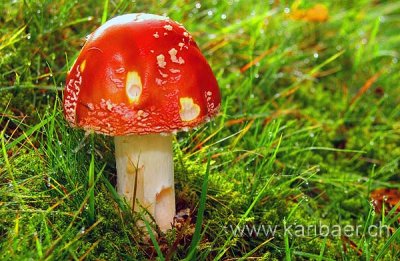 Pilz / Mushroom (8428)