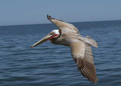 Baja Pelican  09       w_P3035181.jpg