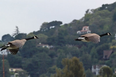 SEAGULLS