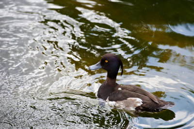 DSC_0170.jpg