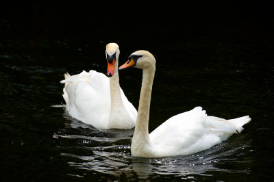 DSC_0176.jpg
