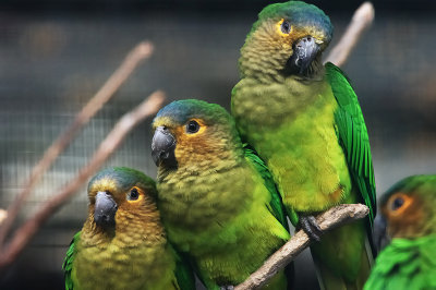 Brown-Throated Parakeet Gallery