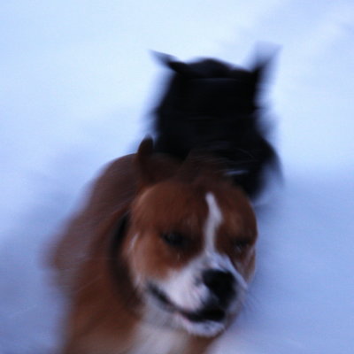 Dograce in snow.jpg