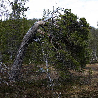 Kneeling pine in nderdalen National Park.jpg