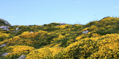Yellow meadows.jpg