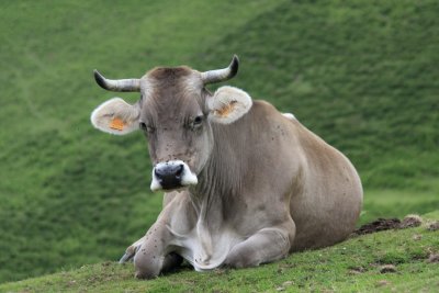 Resting cow.jpg