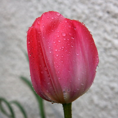 Tulip after the rain 1.jpg