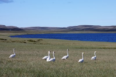 Swans near Vardø.jpg