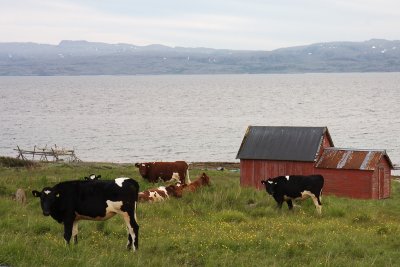 Cows near Kiberg.jpg