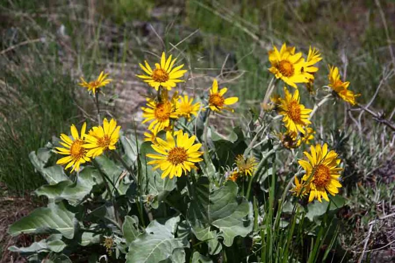 Several Yellow Mule Ear
