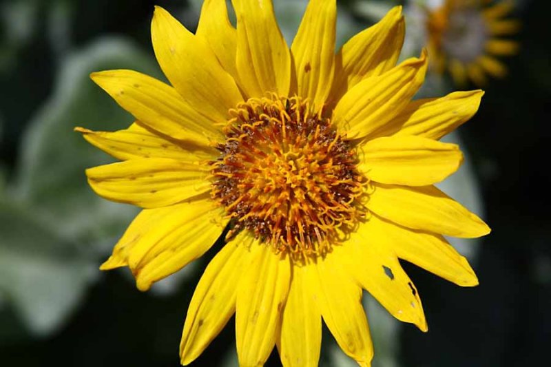 Yellow Mule Ear