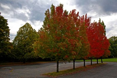 A Splash of Red