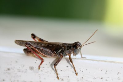 First Grasshopper Macro