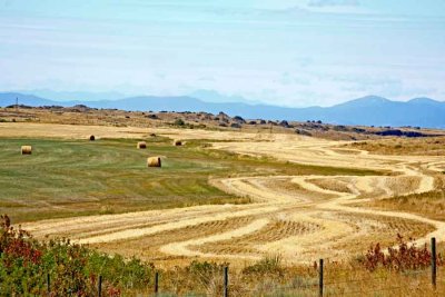 Hay in the Scab Lands