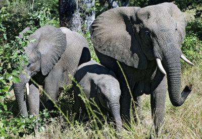 Kruger Park Elephant Family