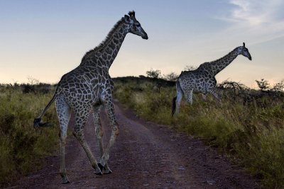 Giraffes at Sunset, South Africa