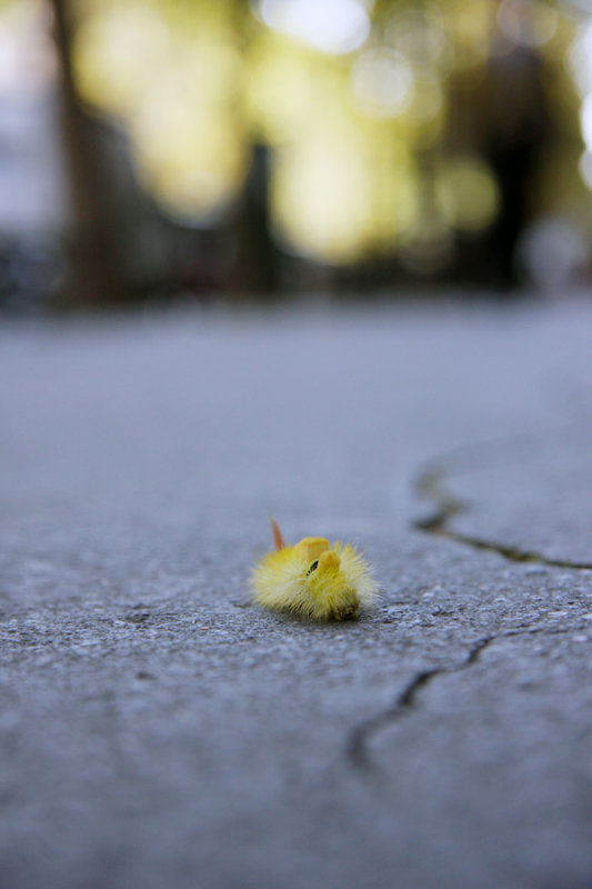A bugs life (Paris sidewalk)