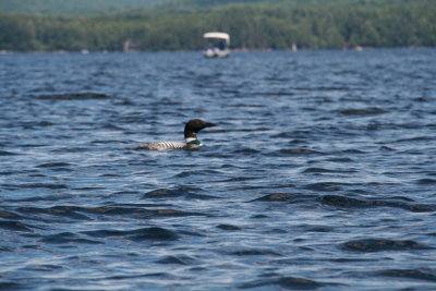 Hanging out with the Loons!