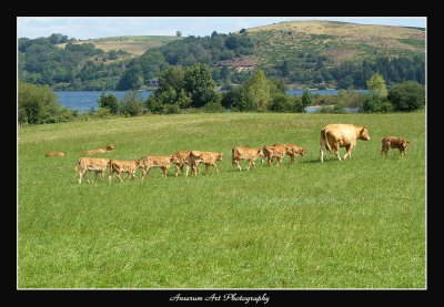 Limousins