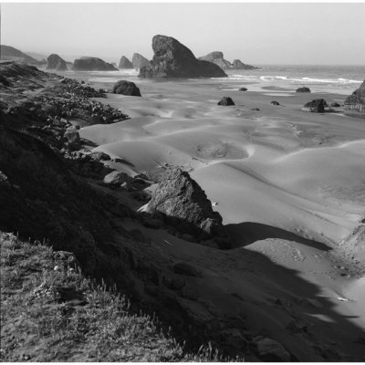 Forest and Dunes-- The Oregon Coast in Black and White