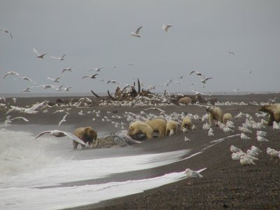 Polar Bear Club - North Slope Alaska