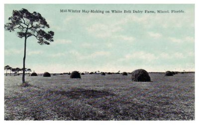 1920's - mid winter hay making on Dr. John G. DuPuis' White Belt Dairy Farm, Miami (comments below)