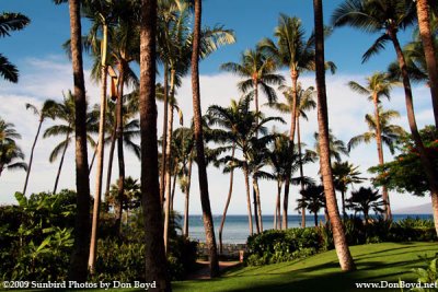 2009 - the view from our ground floor patio at the Hyatt Regency, Kaanapali Beach