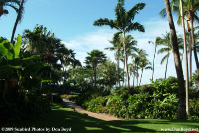 2009 - part of the lush grounds at the Hyatt Regency, Kaanapali Beach