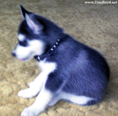 1974 - Sitka, our Siberian Husky pup