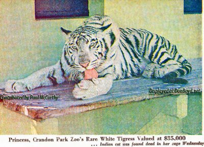 1970 - Princess, Crandon Park Zoos white tigress, dies unexpectedly