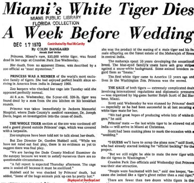 1970 - Miami Herald article about the death of Princess, Crandon Park Zoo's white tiger