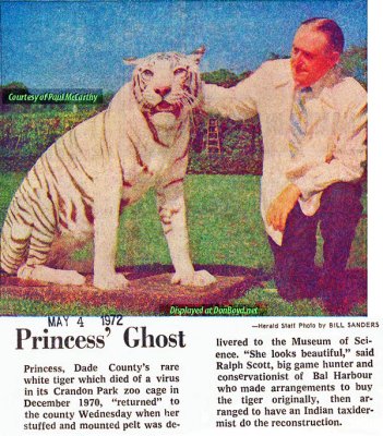 1972 - Ralph Scott returns Princess the white tiger, now stuffed, to the Crandon Park  Zoo